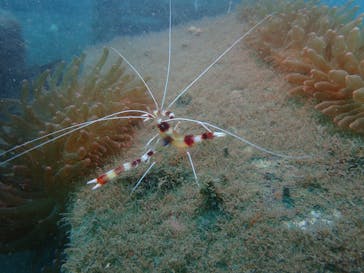 沖ノ島ダイビングサービスマリンスノーに投稿された画像（2024/10/31）