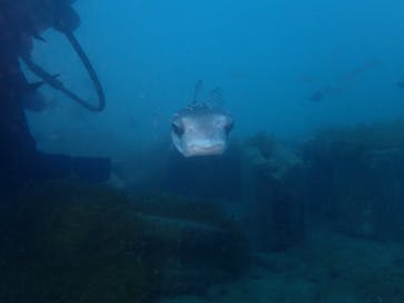 沖ノ島ダイビングサービスマリンスノーに投稿された画像（2024/10/31）