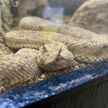 体感型動物園iZooに投稿された画像（2024/10/31）