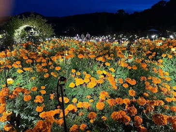 いばらきフラワーパークに投稿された画像（2024/10/31）