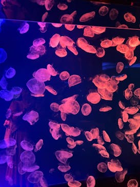 名古屋港水族館に投稿された画像（2024/10/31）