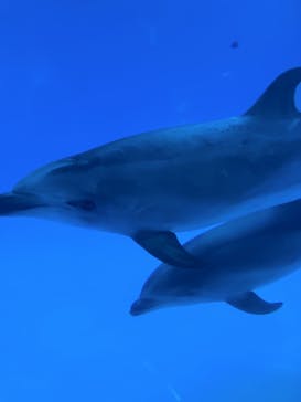 名古屋港水族館に投稿された画像（2024/10/31）