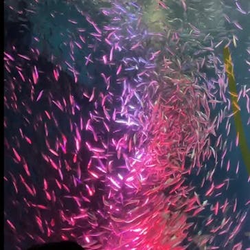 名古屋港水族館に投稿された画像（2024/10/31）