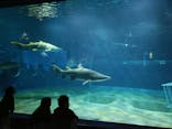 アクアワールド茨城県大洗水族館に投稿された画像（2024/11/1）