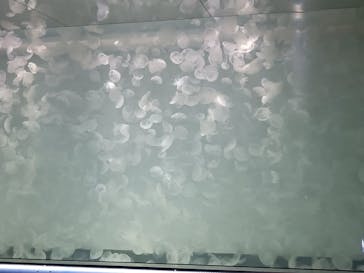 アクアワールド茨城県大洗水族館に投稿された画像（2024/10/31）