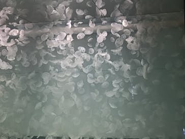 アクアワールド茨城県大洗水族館に投稿された画像（2024/10/31）