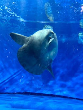 アクアワールド茨城県大洗水族館に投稿された画像（2024/10/31）