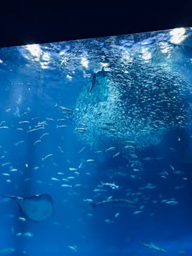 アクアワールド茨城県大洗水族館に投稿された画像（2024/10/31）
