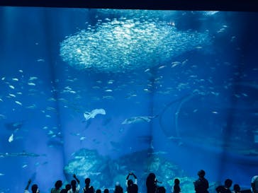 アクアワールド茨城県大洗水族館に投稿された画像（2024/10/31）