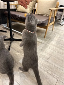 猫カフェモカ　アルシェ大宮店に投稿された画像（2024/11/1）