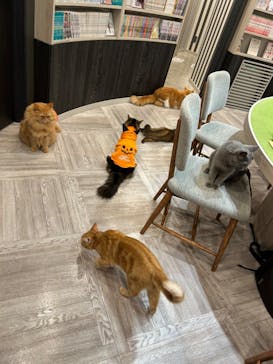 猫カフェモカ　アルシェ大宮店に投稿された画像（2024/11/1）