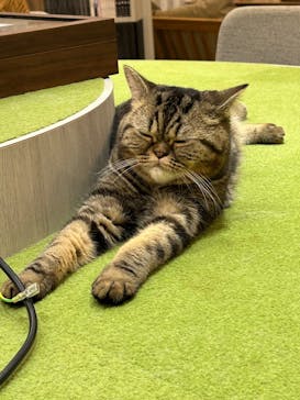 猫カフェモカ　アルシェ大宮店に投稿された画像（2024/11/1）