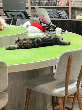 猫カフェモカ　アルシェ大宮店に投稿された画像（2024/11/1）