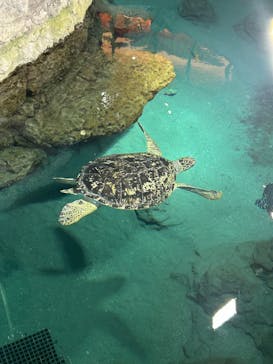 名古屋港水族館に投稿された画像（2024/11/1）