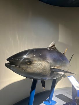 名古屋港水族館に投稿された画像（2024/11/1）