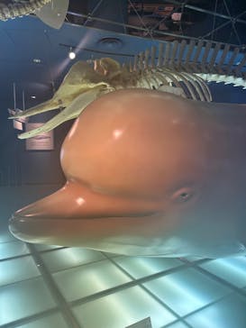 名古屋港水族館に投稿された画像（2024/11/1）