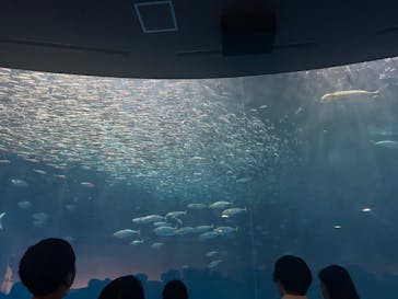 名古屋港水族館に投稿された画像（2024/11/1）