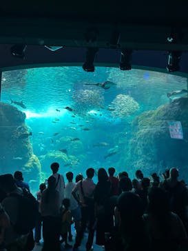 新江ノ島水族館に投稿された画像（2024/11/1）