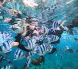 沖縄マリンサービス碧に投稿された画像（2024/11/1）