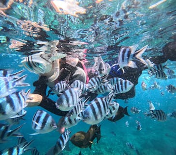 沖縄マリンサービス碧に投稿された画像（2024/11/1）