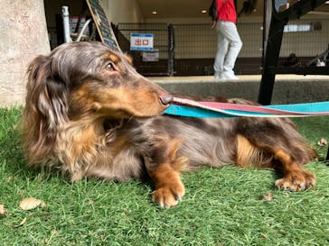 世界の名犬牧場に投稿された画像（2024/11/1）