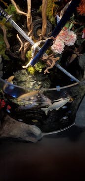 UWS AQUARIUM GA☆KYOに投稿された画像（2024/11/1）