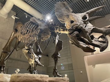 国立科学博物館に投稿された画像（2024/11/1）