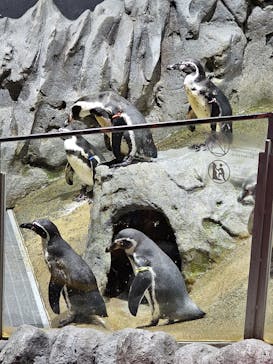 DMMかりゆし水族館に投稿された画像（2024/11/1）