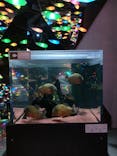 AQUARIUM × ART　atoaに投稿された画像（2024/11/1）