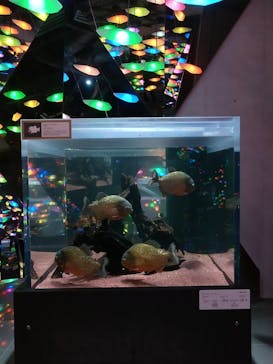 AQUARIUM × ART　atoaに投稿された画像（2024/11/1）