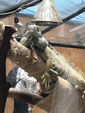 恩賜上野動物園に投稿された画像（2024/11/1）