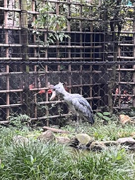 恩賜上野動物園に投稿された画像（2024/11/1）