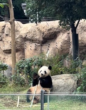 恩賜上野動物園に投稿された画像（2024/11/1）