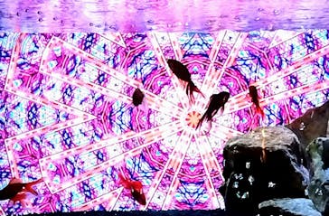 NARA KINGYO MUSEUMに投稿された画像（2024/11/1）