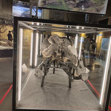 福井県立恐竜博物館に投稿された画像（2024/11/1）