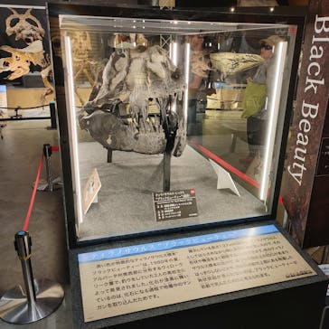 福井県立恐竜博物館に投稿された画像（2024/11/1）