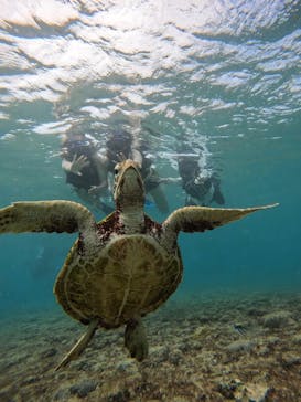 宮古島 ADVENTURE PiPi（ミヤコジマ アドベンチャー ピピ）に投稿された画像（2024/11/1）