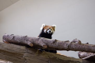 那須どうぶつ王国に投稿された画像（2024/11/1）