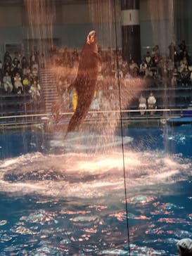 マクセル アクアパーク品川に投稿された画像（2024/11/2）