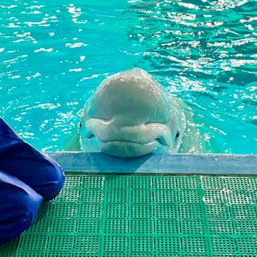 鴨川シーワールドに投稿された画像（2024/11/2）