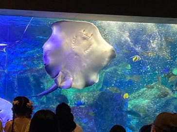 大分マリーンパレス水族館 「うみたまご」に投稿された画像（2024/11/2）