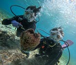 青の洞窟専門店　沖縄ダイビングショップ和に投稿された画像（2024/11/2）