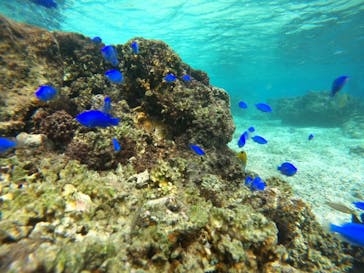 武藤潜水に投稿された画像（2024/11/2）