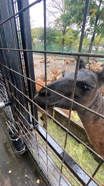 那須サファリパークに投稿された画像（2024/11/2）