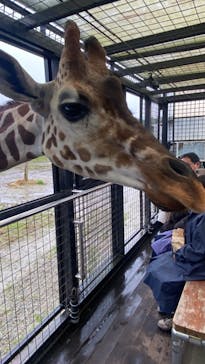 那須サファリパークに投稿された画像（2024/11/2）