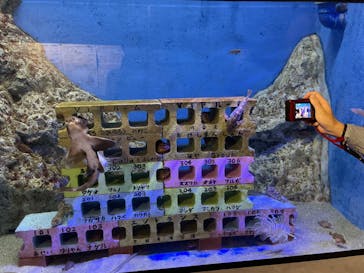 竹島水族館に投稿された画像（2024/11/2）