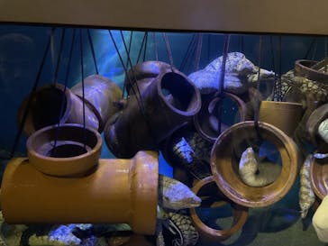 竹島水族館に投稿された画像（2024/11/2）