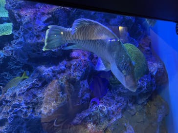 竹島水族館に投稿された画像（2024/11/2）