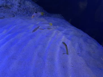 竹島水族館に投稿された画像（2024/11/2）