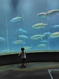 葛西臨海水族園に投稿された画像（2024/11/2）